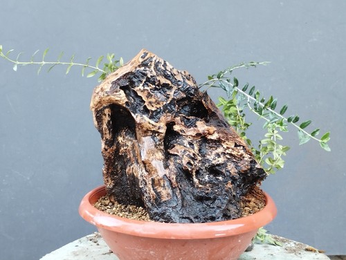 Bonsaï olivastre 20 cm - olivastre, x