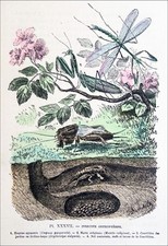 ORTHOPTÈRE- EMPUSE,MANTE RELIGIEUSE,COURTILIÈRE,NID de COURTILIÈRE -Gravure 19e