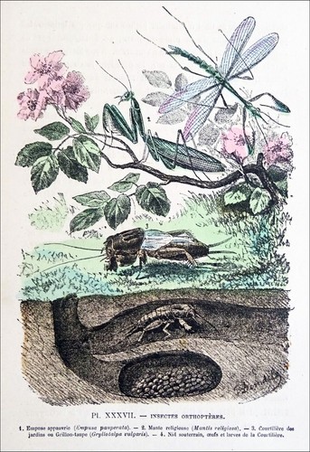 Orthoptère empuse mante - orthoptÈre:, empuse,mante
