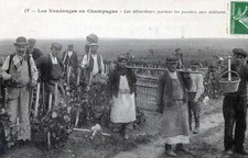 CPA 51 LES VENDANGES EN CHAMPAGNE LES DEBARDEURS PORTENT LES PANIERS AUX VOITURE
