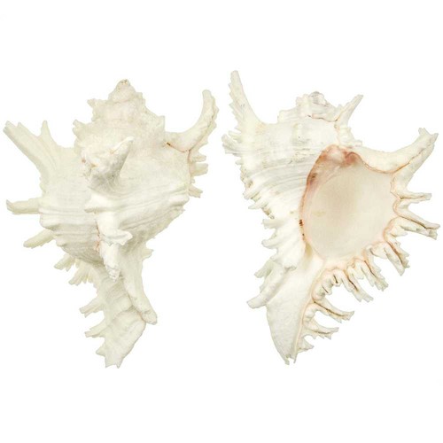 Coquillage murex ramosus - ,