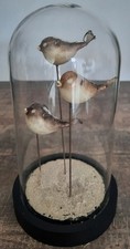 curiosité , taxidermie : Poissons Globe Sous Globe