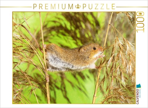Calvendo puzzle master - puzzle,