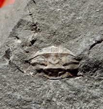 CRABE FOSSILE ÉOCÈNE D'ESPAGNE , SERRABLOPLUMA