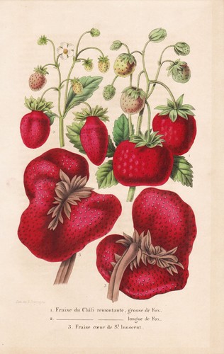 Fraise fruits pomologie - fruits,
