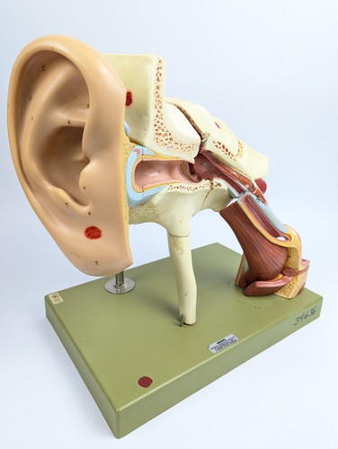 Vtg somso ds5 ear - vtg,