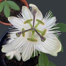 Passiflora Riverside® Snow Queen® - Grande fleur de la passion blanche