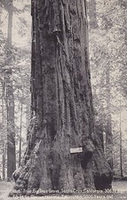 Postcard RPPC Giant Tree  BIG