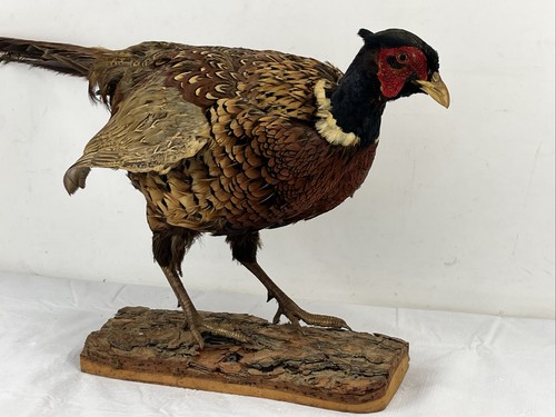 Vintage taxidermy pheasant - vintage,