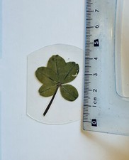 trèfle à 5 feuilles