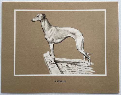 Chiens race le - chiens,