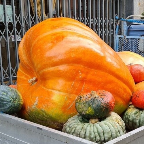 Sem1 citrouille géante - 3,