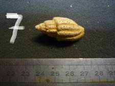 207.03 B - LYRIA BRANDERI