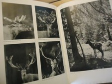 GRAND LIVRE CHASSE NATURE 1952 NUMEROTE RETRIEVERS TIR AUX PIGEONS CHIEN TERRIER