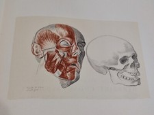 DAVID D'ANGERS - DESSINS ANATOMIE - ÉCORCHÉ - CABINET CURIOSITÉ - EMBOÎTAGE