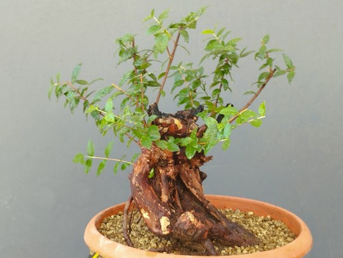 Bonsaï myrte sauvage 20 - myrte, 30