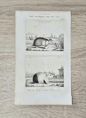 Gravure originale buffon 1850 - originale,