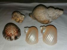5 coquillages divers dont