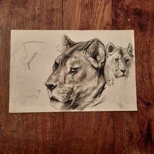 Dessin Ancien Animalier Fond