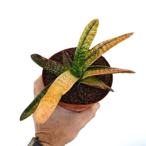 Gasteria batesiana yellow - gasteria,