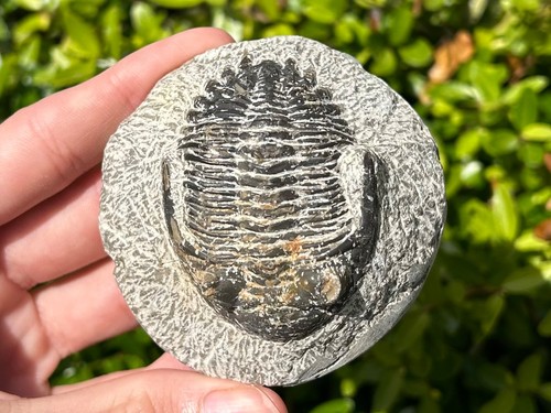 Morocco fossil trilobite - morocco,