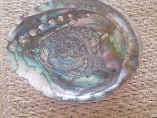 Coquille ormeau reflet - coquille,