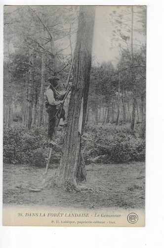 Dans foret landaise le - ,