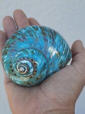 curiosité , taxidermie ,Coquillage : burgo imperialis de Madagascar