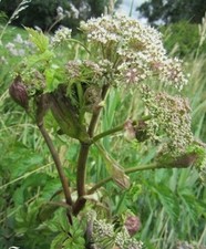 ♫ ANGELIQUE - Angelica ♫