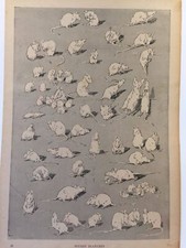 STEINLEN Théophile Alexandre 1859-1923, des chats 1897