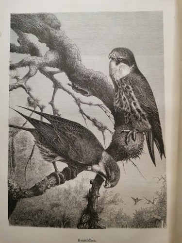 1882 ancienne gravure sur - 1882, bois