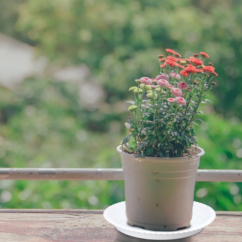 Pcs soucoupe jardiniere - jardiniere, pot