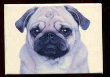  Magnet chien chiot Carlin