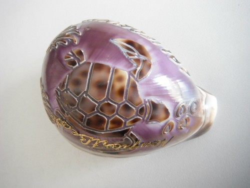 Coquillage gros cypraera - ,
