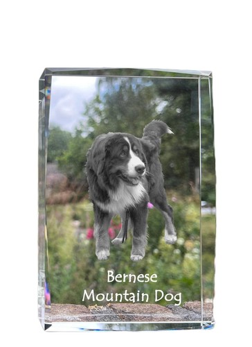 Berner sennenhund - berner,