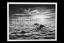 SEBASTIAO SALGADO - GENESIS -