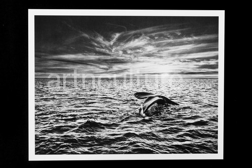 Sebastiao salgado genesis - sebastiao,