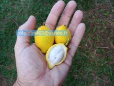 5 Fresh seeds of Garcinia madruno - Madrono - Top Rare Tropical Fruit