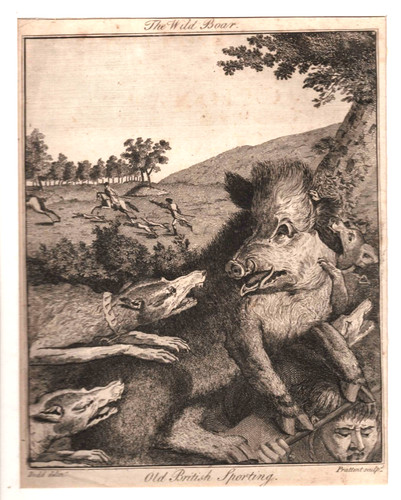 Engraving 19th century wild - 19th,