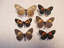 Entomologie Nymphalidae Actinote  6 specimens déterminés Equateur