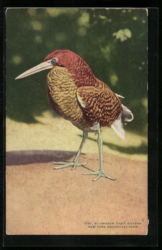 Carte postale amazon - postale,