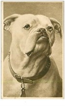 CHIENS.n°3283.CHIEN TYPE BOULEDOGUE