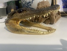 Tête Cabinet Curiosités