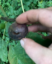 Ficus carica, figuier, variété inconnue, production précoce,bonnes figues noires