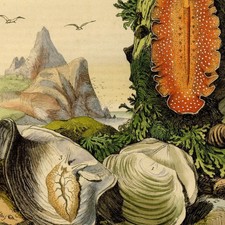 Escargots Coquilles Placune Planaire Planiceps Planorbe Gravure originale XIXe