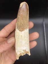 4,92" / 12,5 Cm HUGE Nice