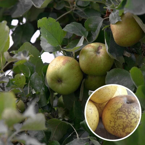 Pommier ancien reinette - pommier, 'reinette