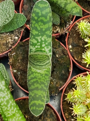 Gasteria picta plante - gasteria,