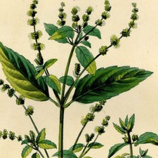 Botanique Mercuriale Flore