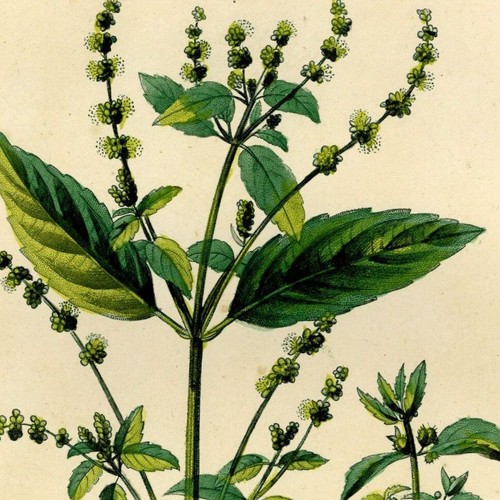 Botanique mercuriale flore - mercuriale,